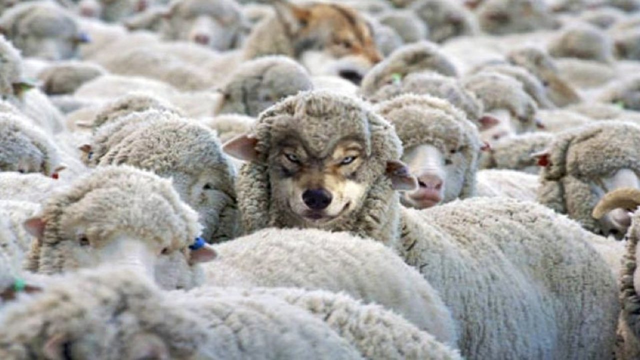 A doctored image of a wolf in sheep’s clothing amid a group of sheep.