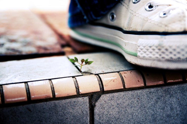 A tiny plant sprouting from within the crack in a pavement with a person’s sneaker towering above it.