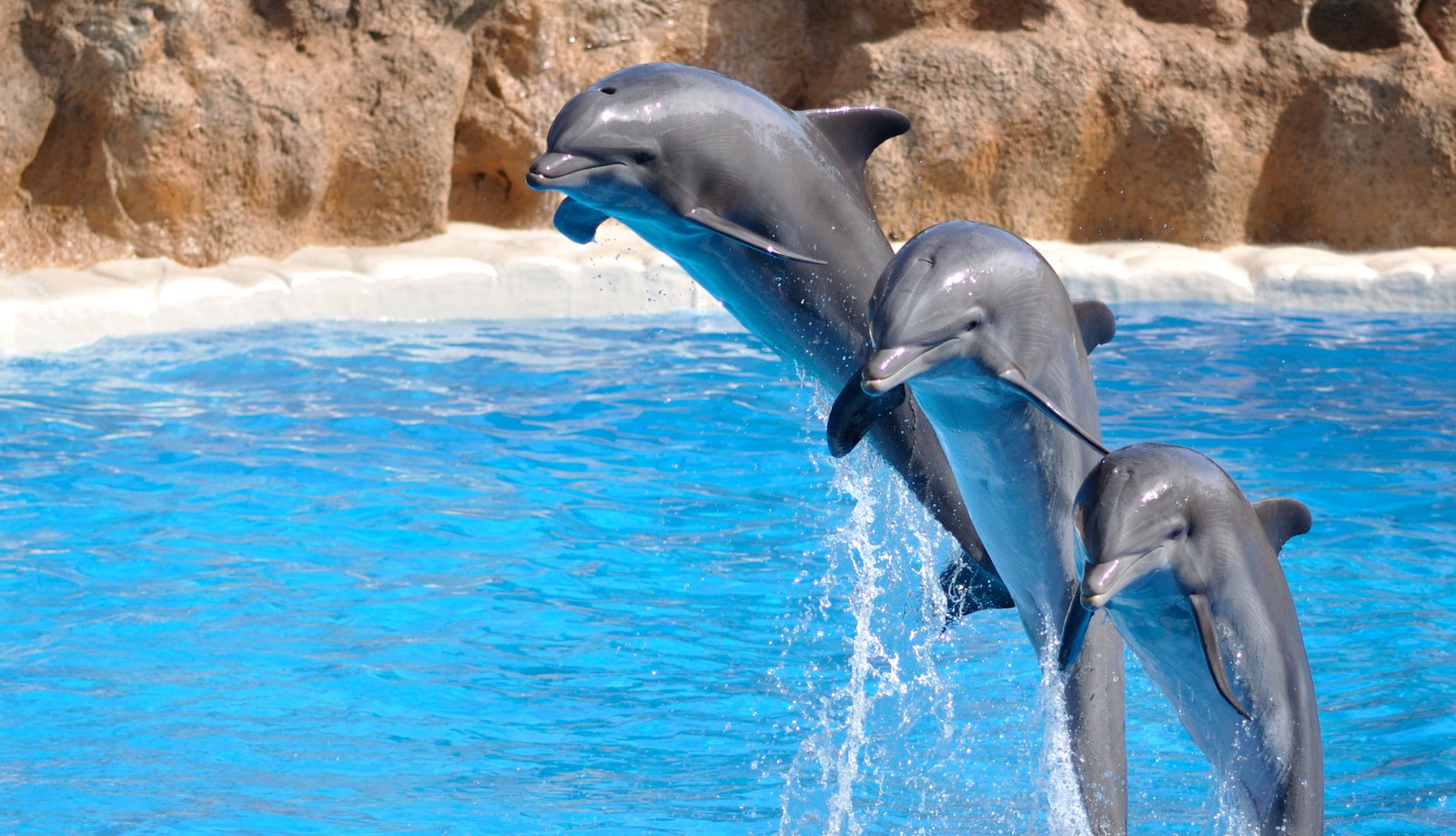 Three dolphins jumping out of the water